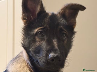 German Shepherd dogs Female German Shepherd exceptional blood line - Advert 1