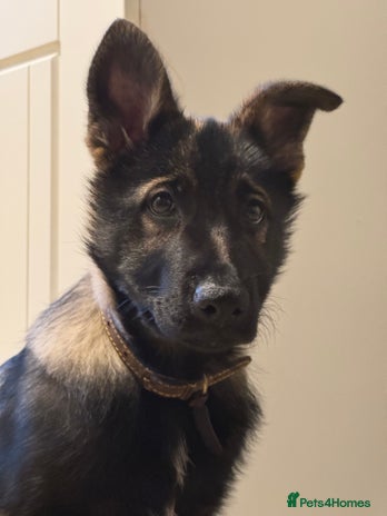 German Shepherd dogs Female German Shepherd exceptional blood line - Advert 1