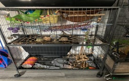 Rat rodents for sale: Male rats looking for new home asap  - Image 1