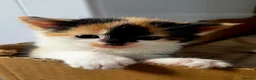 Mixed Breed cats for sale: kittens for sale - Advert 3