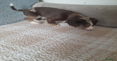 Sprocker dogs - Advert 4