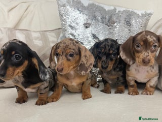 Miniature Dachshund dogs - Advert 24