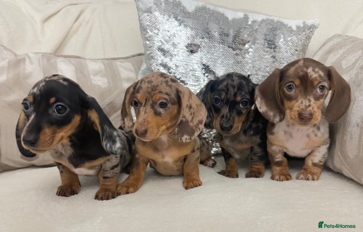 Miniature Dachshund dogs - Advert 13
