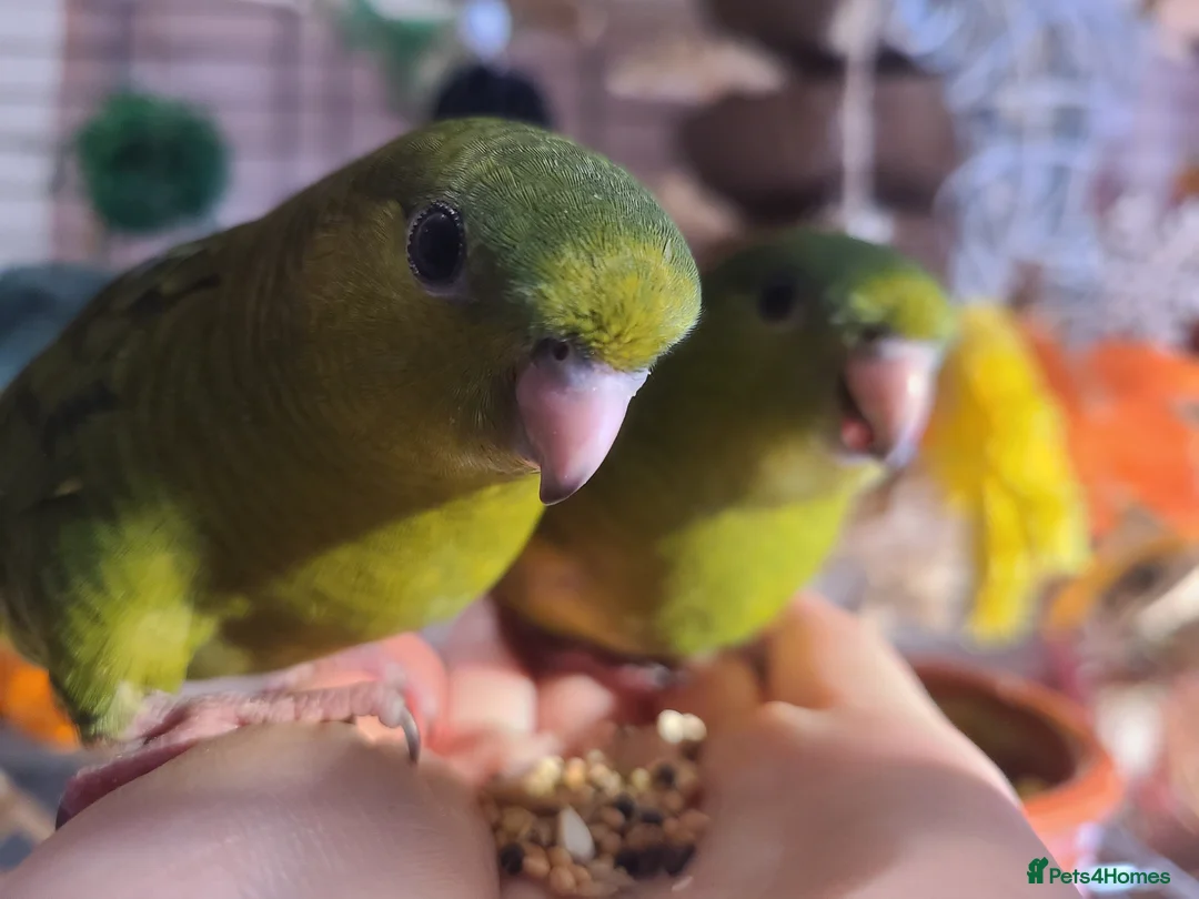 Parakeets birds for sale: Lineolated Parakeets - Advert 2