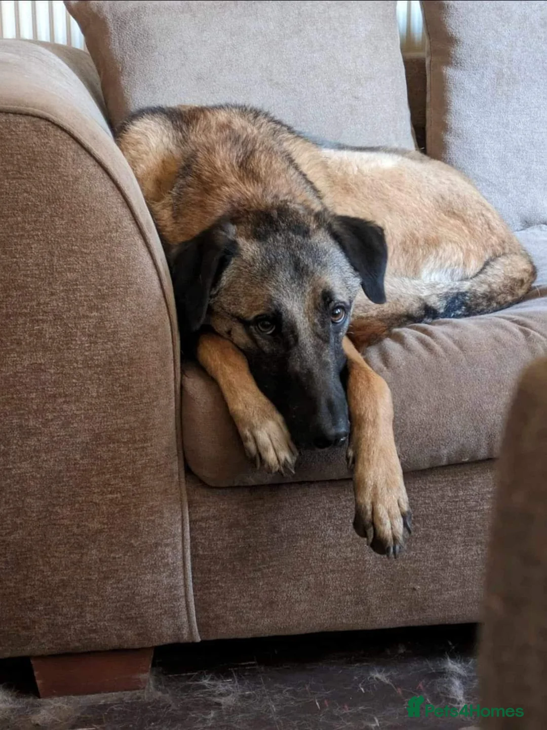 Mixed Breed dogs for adoption: Meet Pickle, currently residing in Wales in Barry - Advert 11