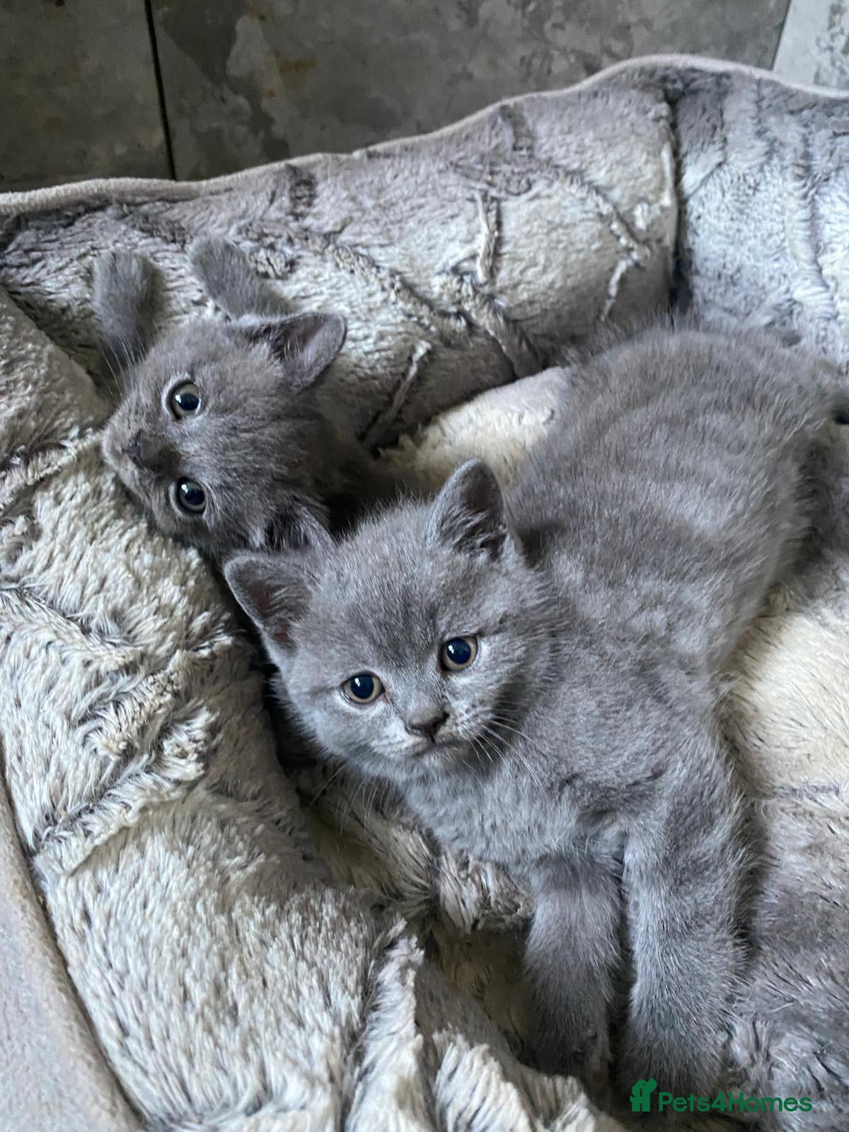 British Shorthair cats BSH kittens - Advert 10