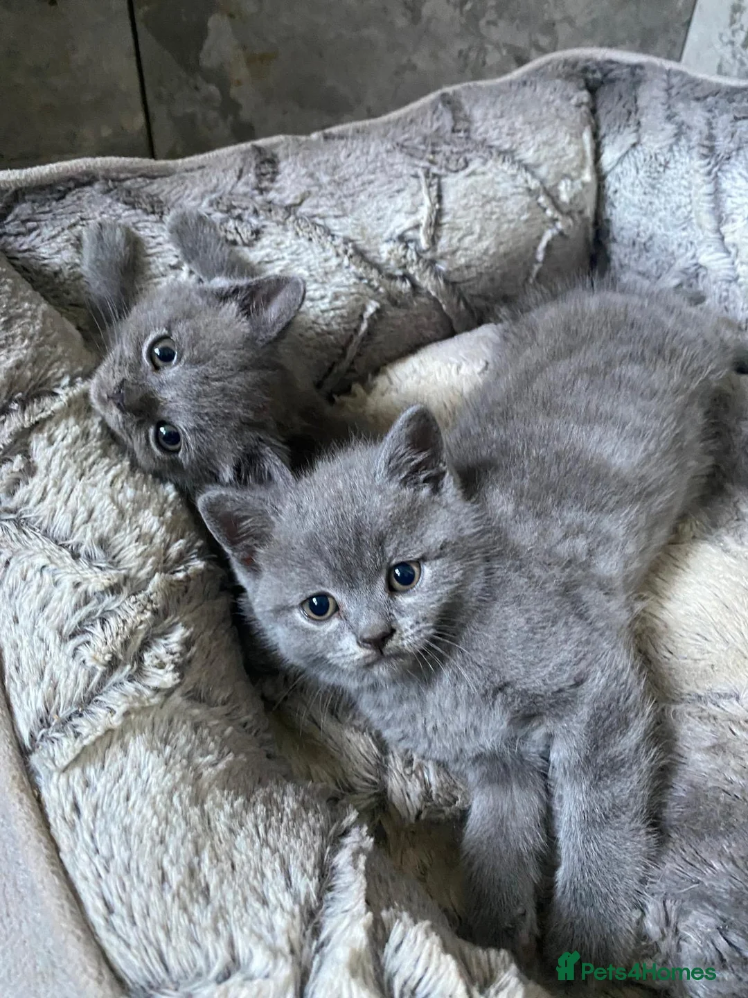 British Shorthair cats for sale: BSH kittens - Advert 1