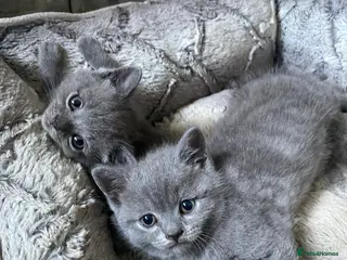 British Shorthair cats BSH kittens - Advert 2