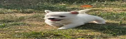 West Highland Terrier dogs for sale: Beautiful litter of Westie puppies  - Advert 5