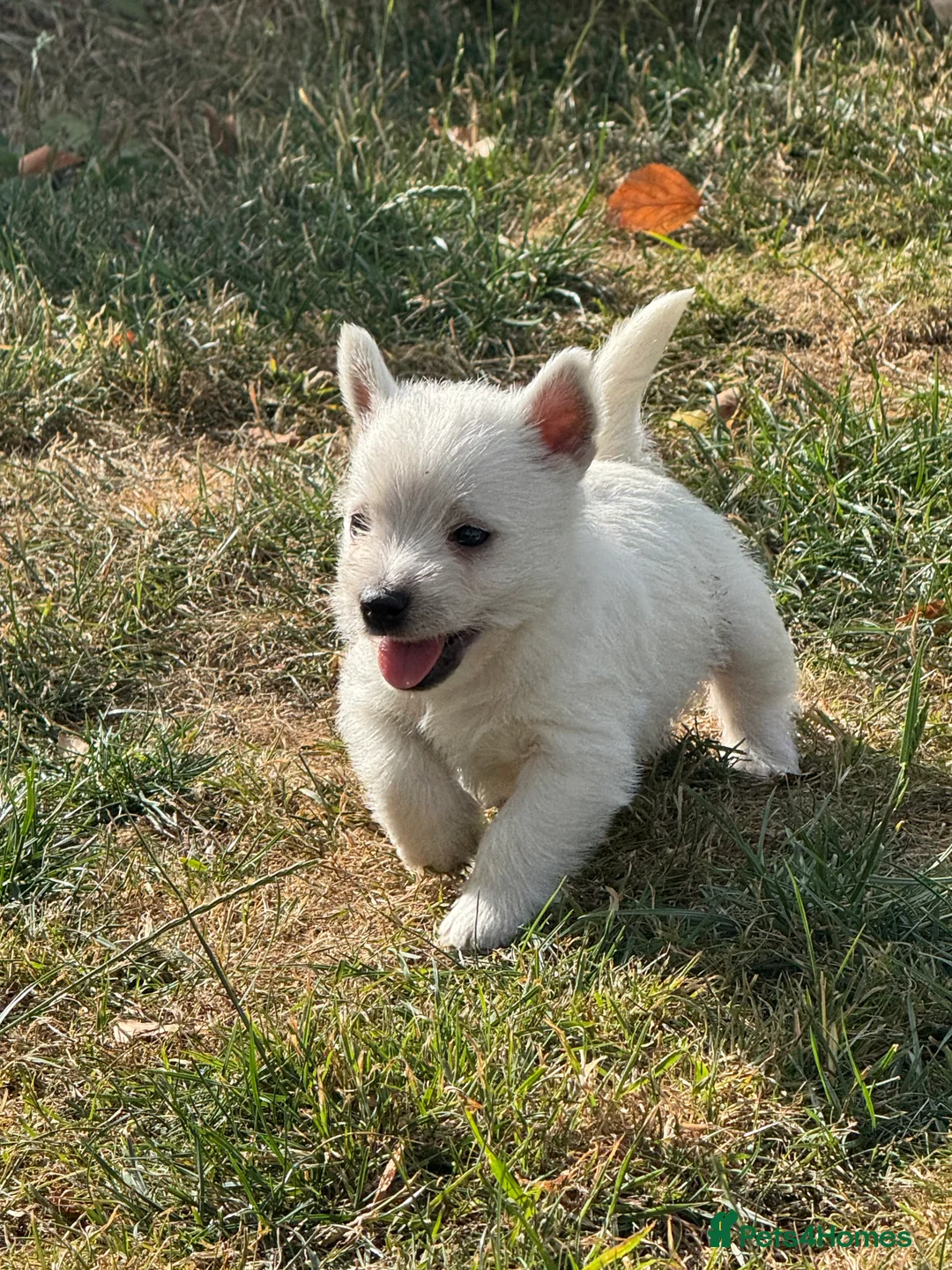 West Highland Terrier dogs for sale: Beautiful litter of Westie puppies  - Advert 5