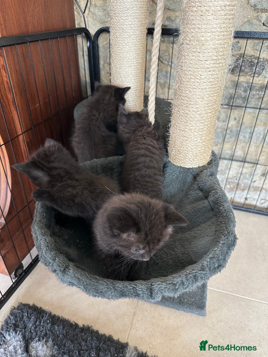British Shorthair cats for sale: British Shorthair Cross kittens  - Image 3