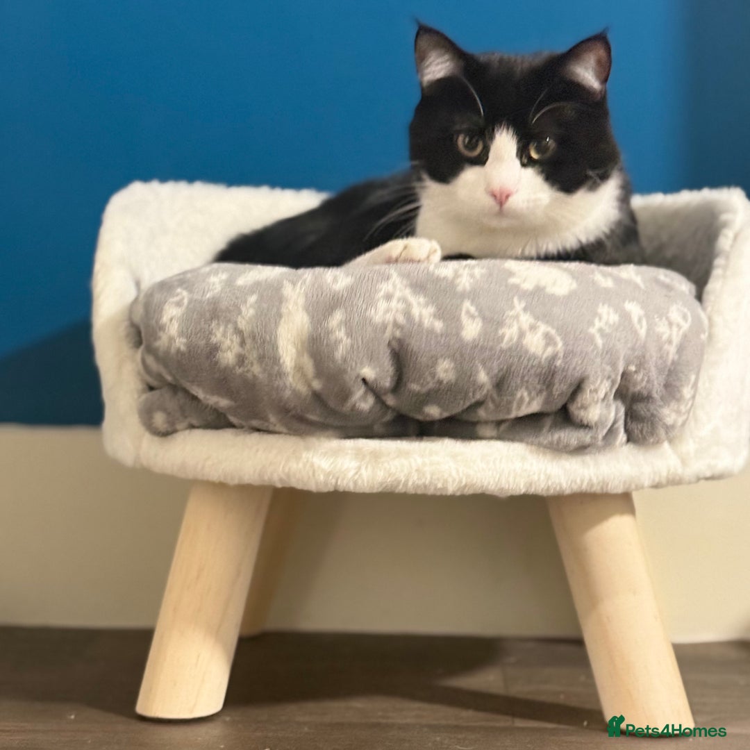 Domestic Shorthair cats for sale:  💞 Bonded Pair of Cuddly House Cats–7mo & 1yr Old - Image 8