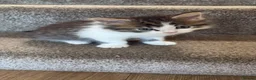 Maine Coon cats for sale: Maincoon kittens  - Advert 10