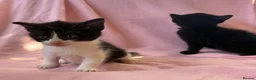Mixed Breed cats for sale: Beautiful kittens  - Advert 5