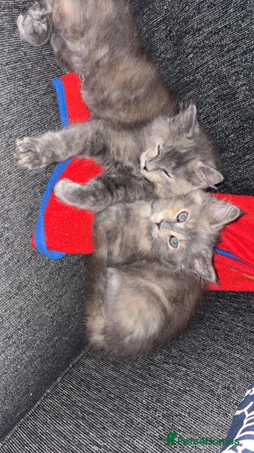 Maine Coon cats for sale: 3/4 Maine coon kittens 😻1 girl left😻 - Advert 2