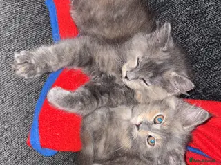 Maine Coon cats 3/4 Maine coon kittens - Advert 11