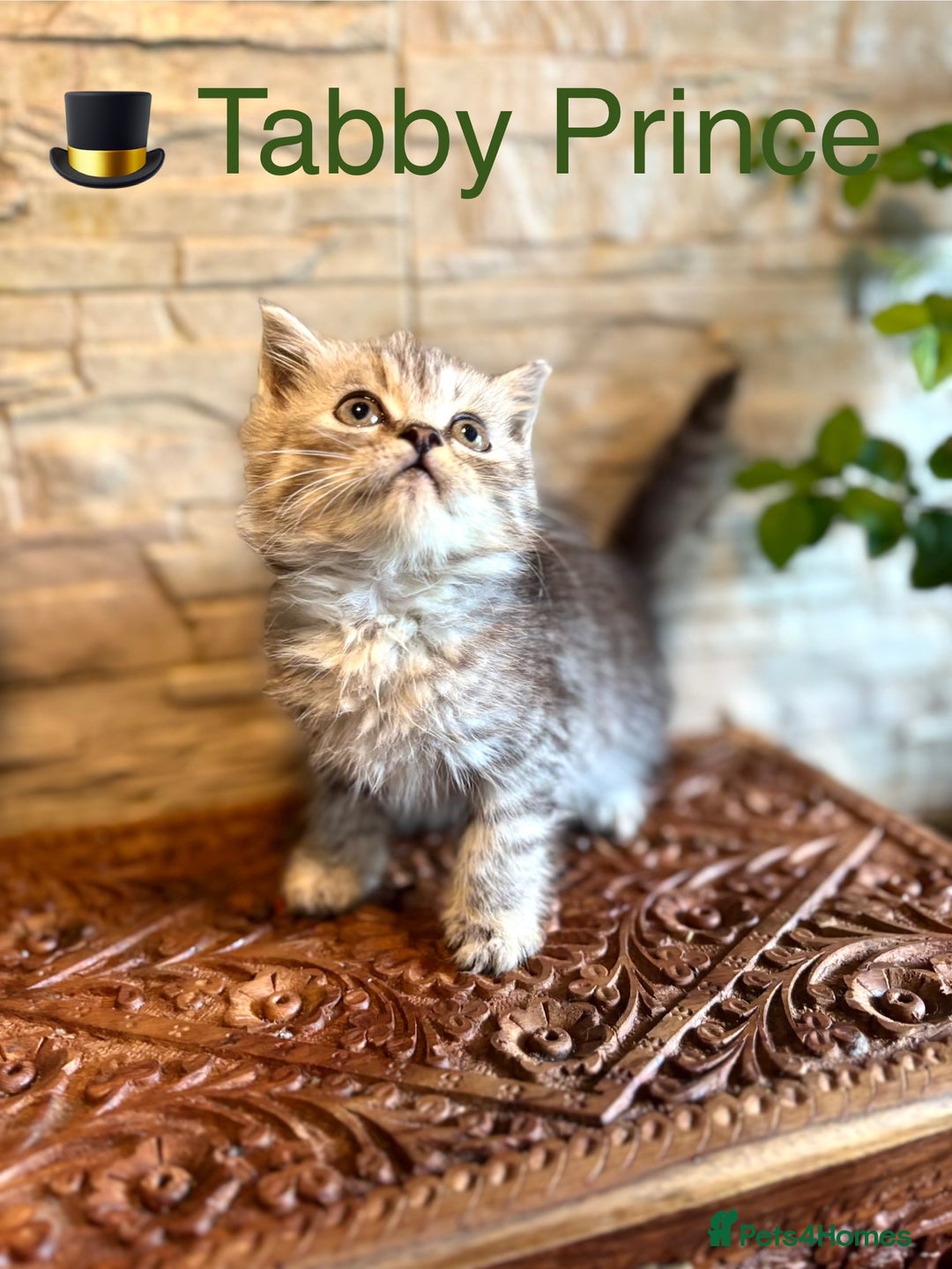 Persian cats for sale: 🐾 Adorable Persian Chinchilla “Doll Face” Kittens - Image 5