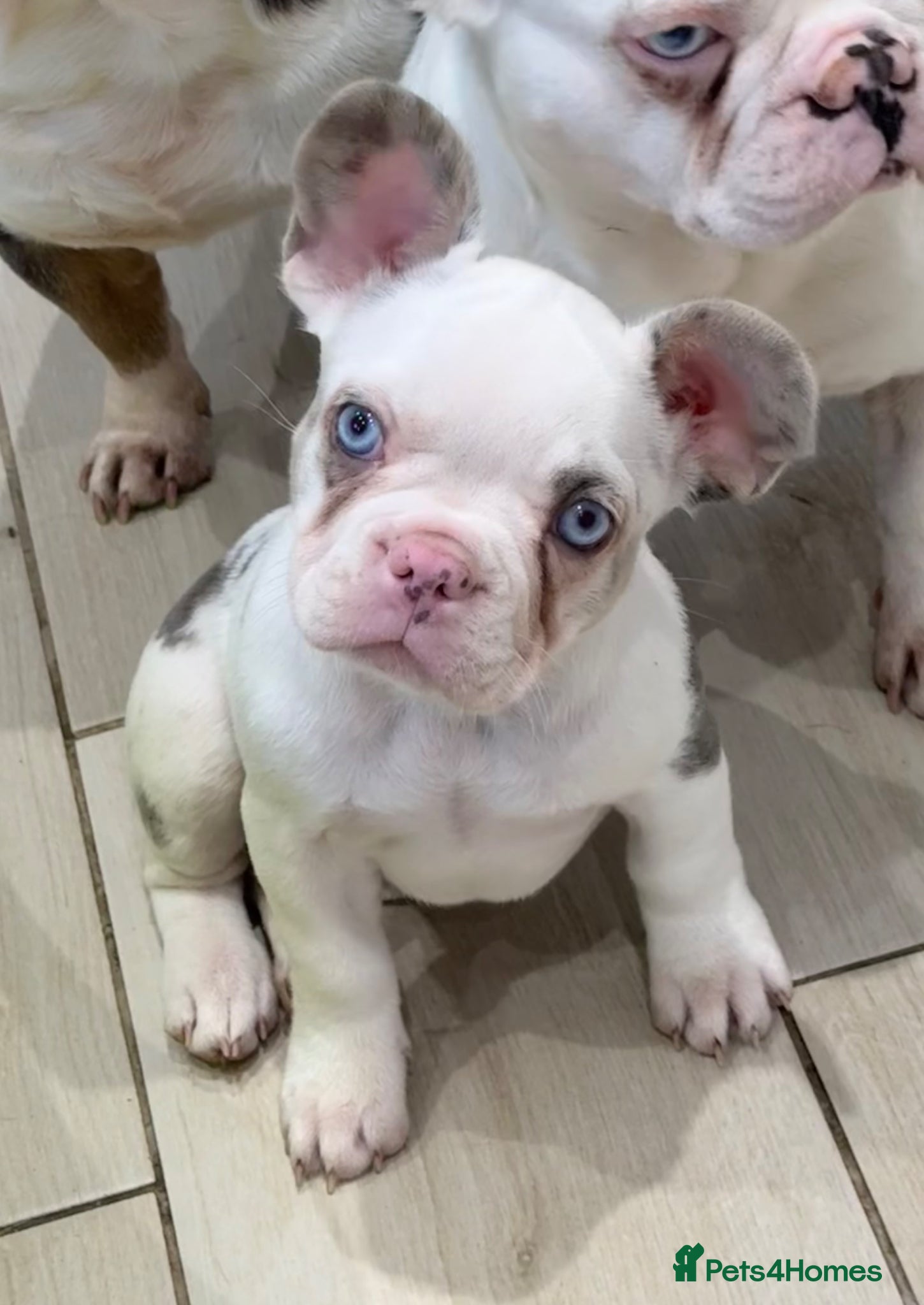 French Bulldog dogs *Ready NOW!!** Last Female!** - Advert 12