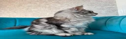 Maine Coon cats for sale: TICA Pedigree Registered Maine Coon Kittens - Advert 25