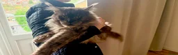 Maine Coon cats for sale: Stunning XL Black & Blue Smoke TICA Maine Coons - Advert 12