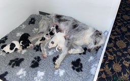 Mixed Breed dogs for sale: Beautiful poodle cross puppies - Image 20