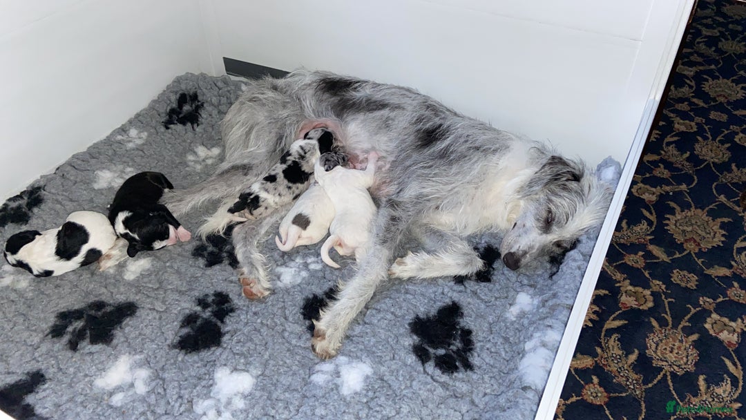 Mixed Breed dogs for sale: Beautiful poodle cross puppies - Image 20