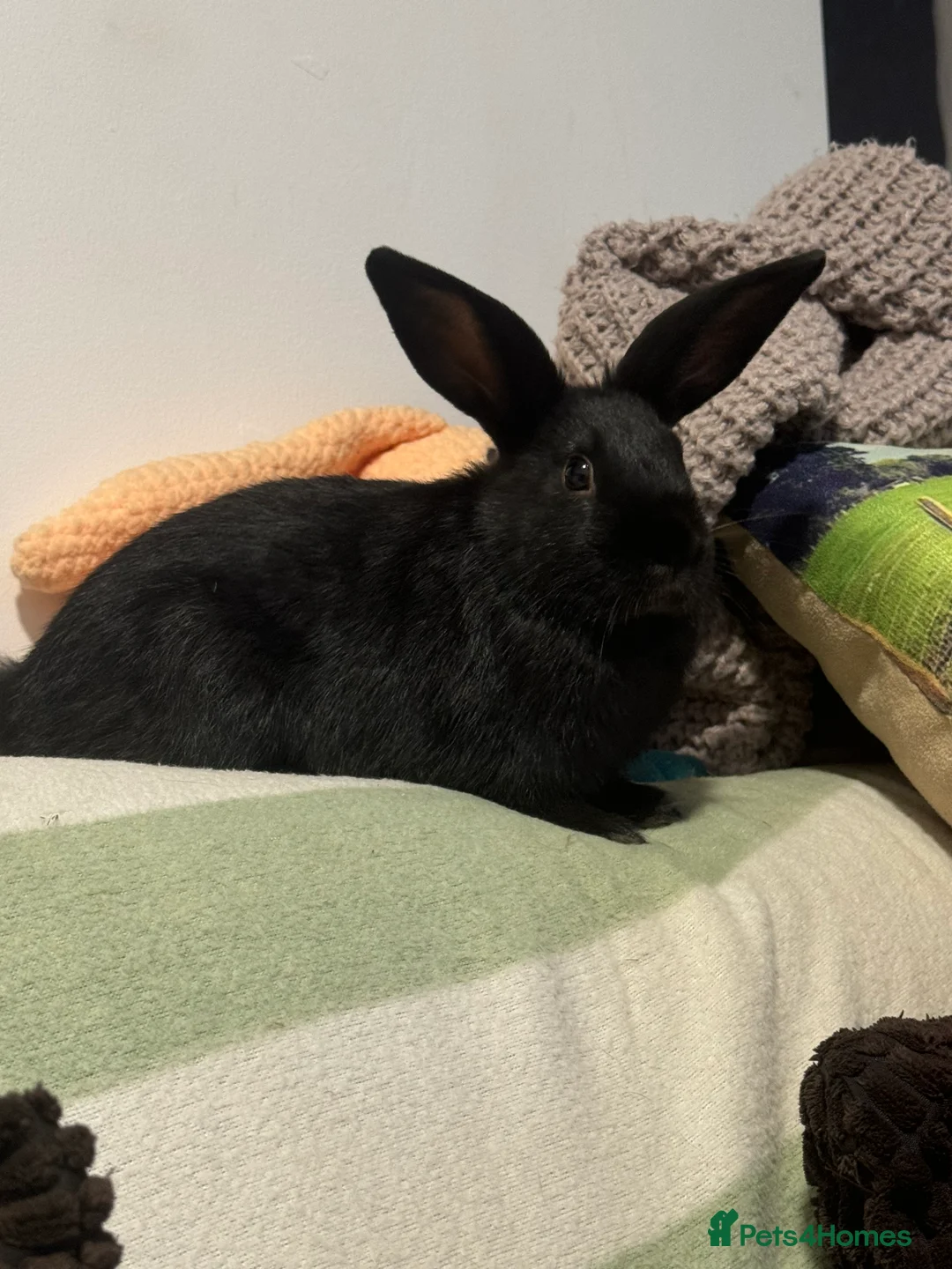 Mini Lop rabbits for sale: Super friendly baby bunnies. VACCINATED - Advert 7