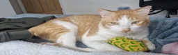 Mixed Breed cats for adoption: Male Rescue Cat for Indoor-Only Adoption - Advert 7