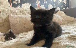 Mixed Breed cats for sale: Sweet Kittens  - Image 14
