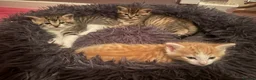 American Bobtail cats for sale: 2 beautiful kittens  - Advert 7