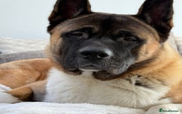 Akita dogs for stud: Akita Stud – Strong, Loyal & Family Raised - Image 6