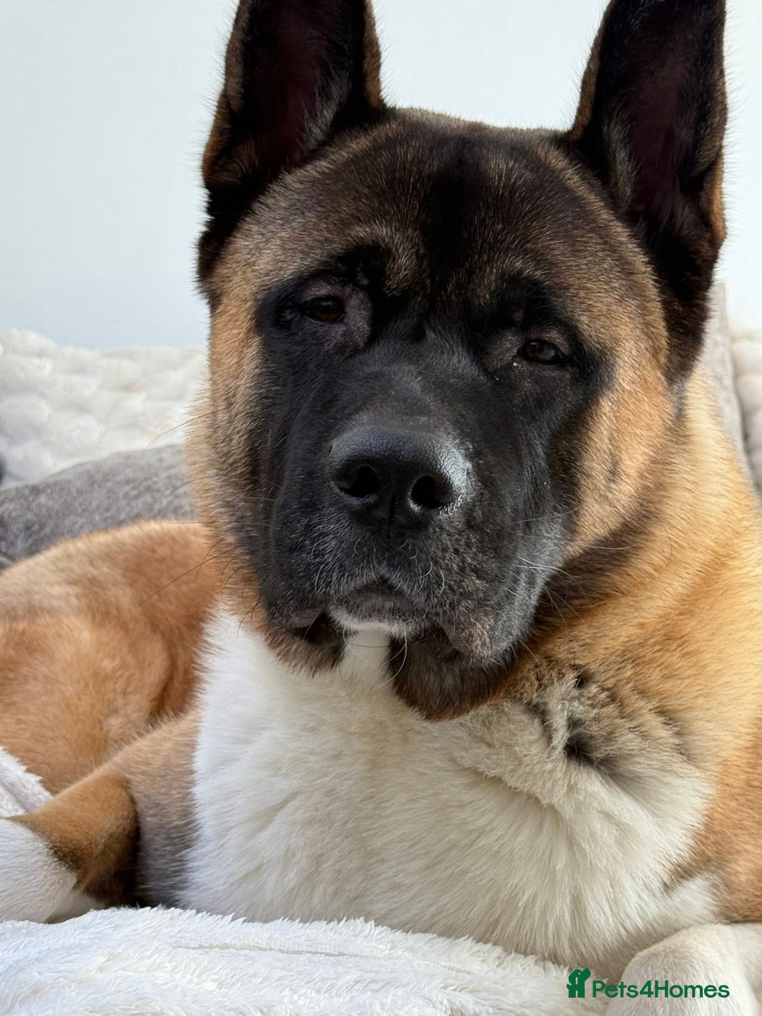 Akita dogs for stud: Akita Stud – Strong, Loyal & Family Raised - Image 6