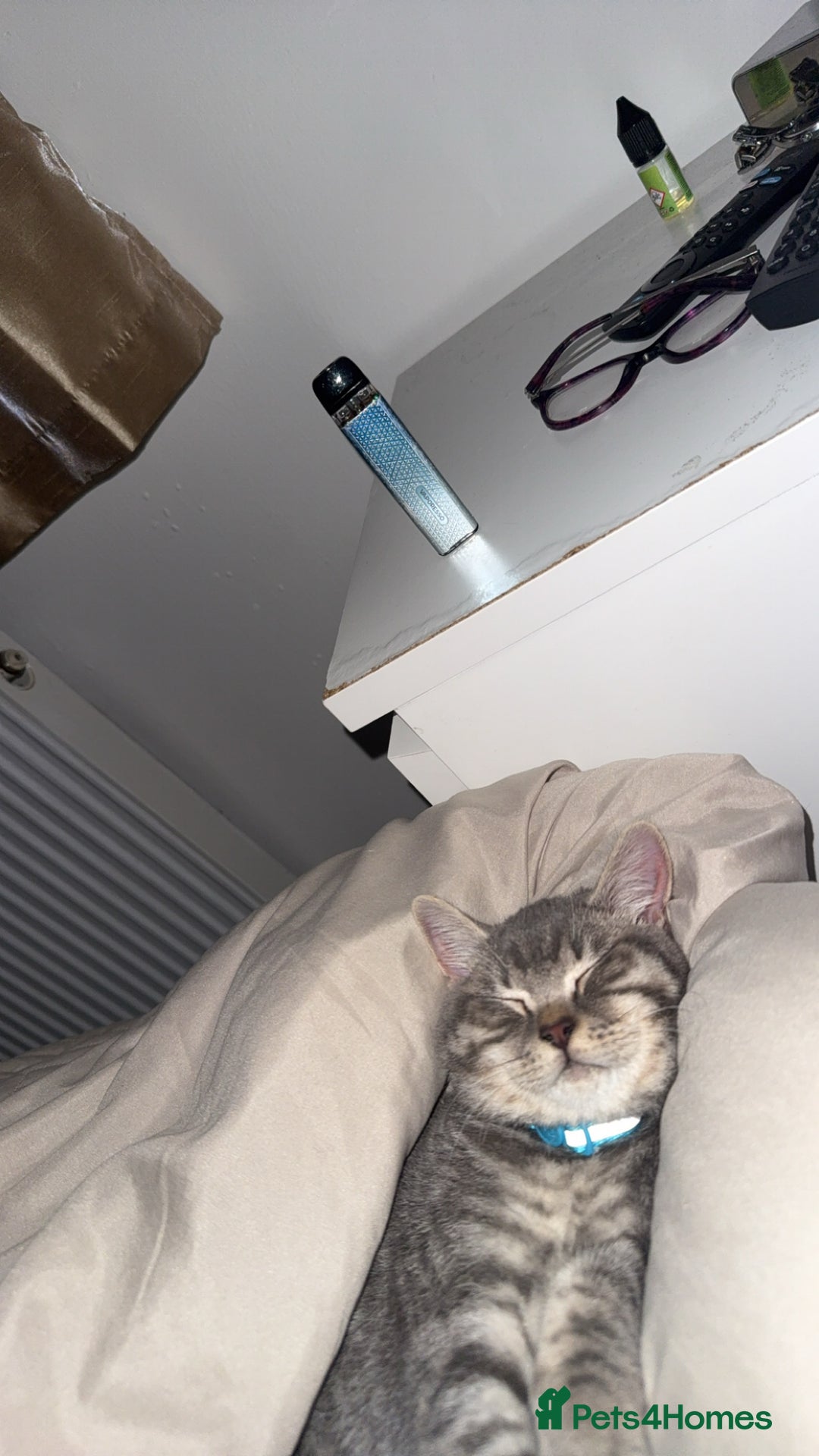 British Shorthair cats for sale: British shorthair boy  - Advert 7