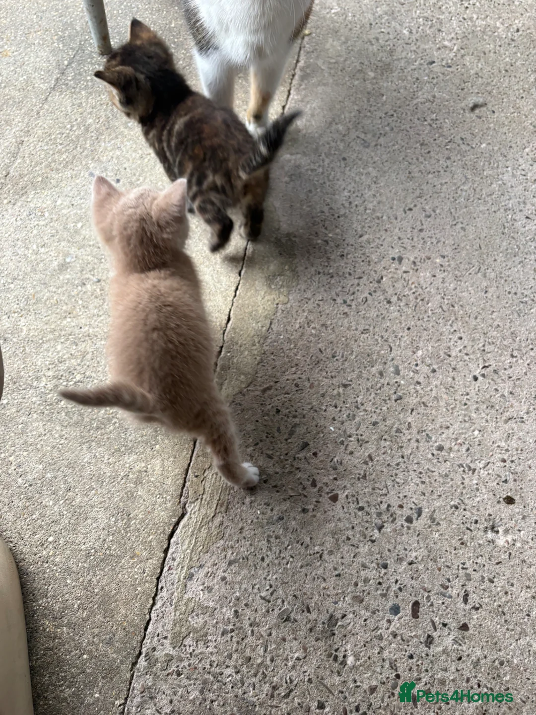 Mixed Breed cats for sale: 3 beautiful female kittens  - Advert 15
