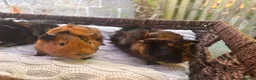 Guinea Pig rodents for sale: 4 beautiful boy guinea pigs  - Advert 4