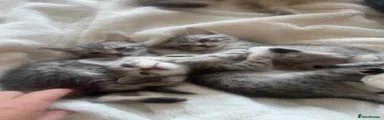 Mixed Breed 2