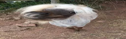 British Warmblood horses for sale: SAD SALE - 2 Companions  - Advert 8