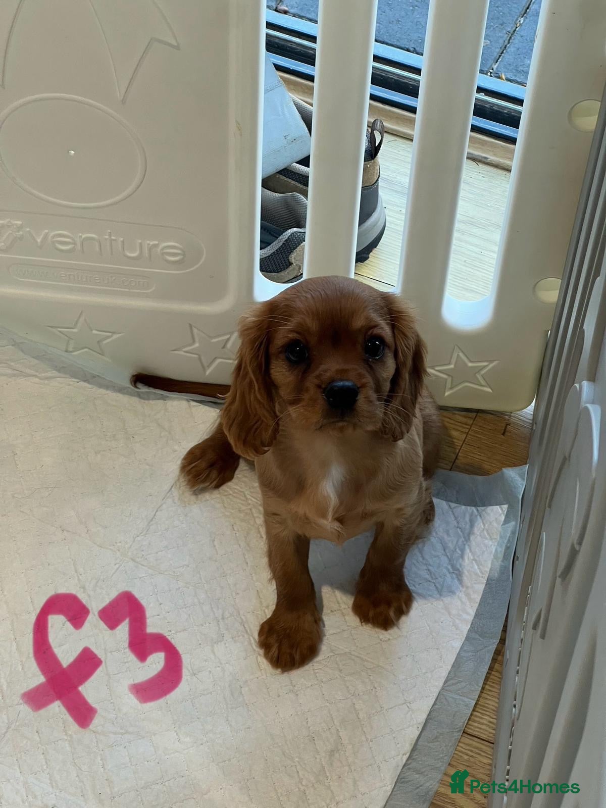 Cavalier King Charles Spaniel dogs Fully vaccinated KC HEALTH TESTED CAVALIER PUPPIES - Advert 2