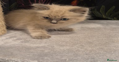 Ragdoll cats - Advert 1