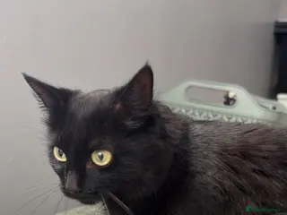 Mixed Breed cats Fluffy kittens - Advert 1