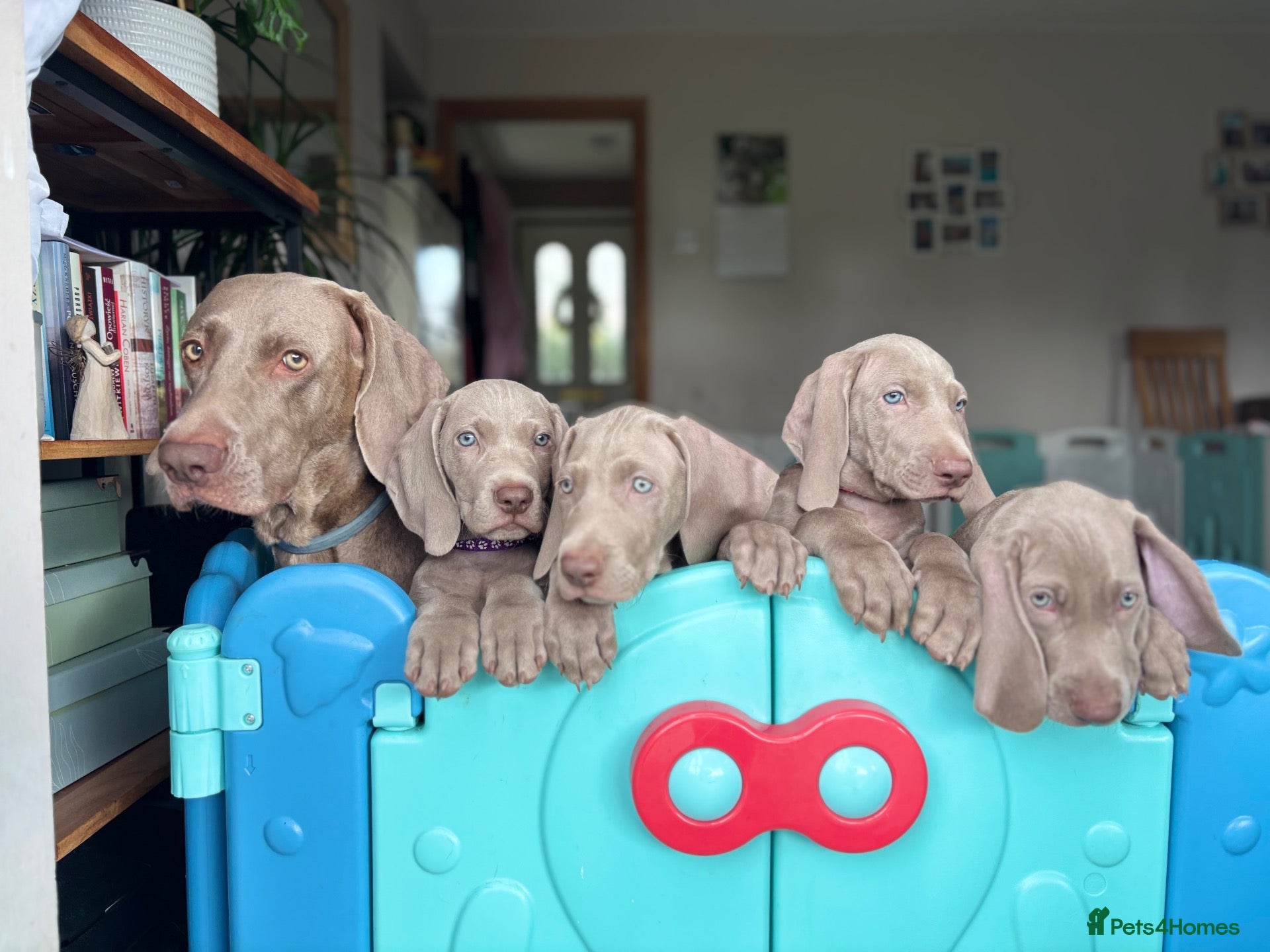 Weimaraner dogs 🥰🩷4 KC girls🩷 ready for their forever homes  - Advert 7