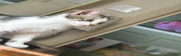 Mixed Breed cats for sale: 2 male kittens for sale  in Bexleyheath - Advert 4