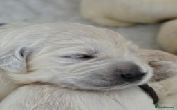 Golden Retriever dogs for sale: Gorgeous KC registered puppies for sale - Image 9