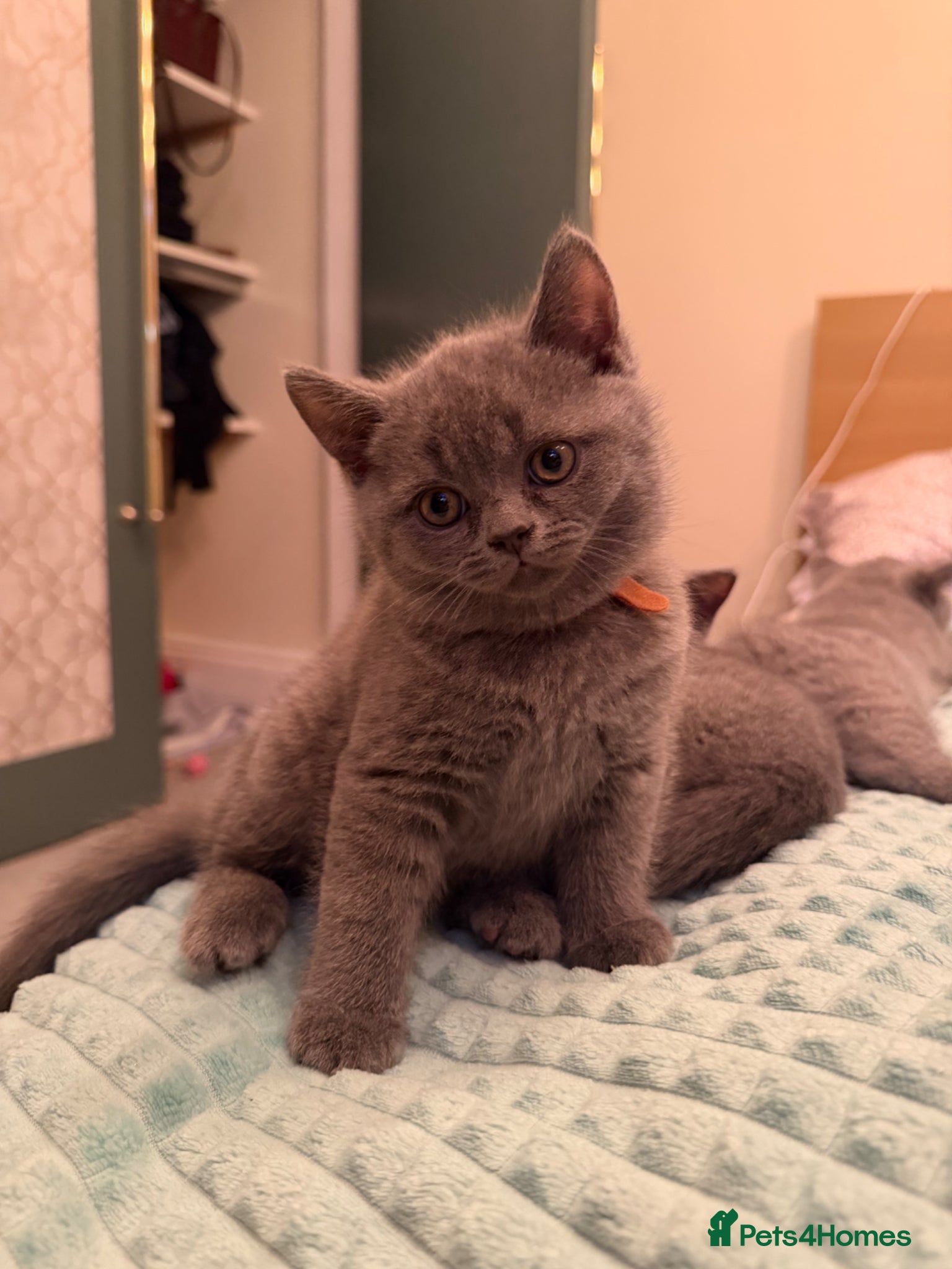 British Shorthair cats Brithish short hair - Advert 2