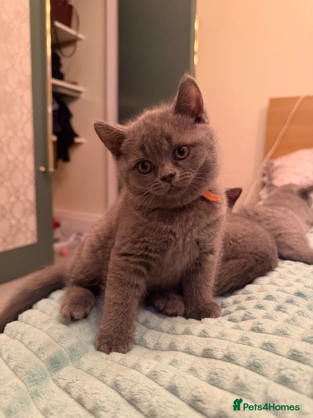 British Shorthair cats for sale: Brithish short hair - Advert 1
