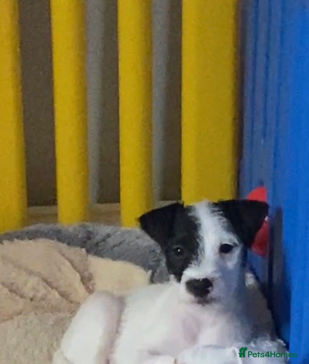 Parson Russell dogs for sale: Kc Champion Bred Parson Pups Crufts winning lines  - Advert 2