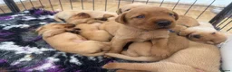 Labrador Retriever dogs for sale: Outstanding Red&Yellow Labradors,KC&health tested - Advert 10