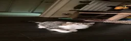 Exotic cats for sale: Exotic kittens  - Advert 5