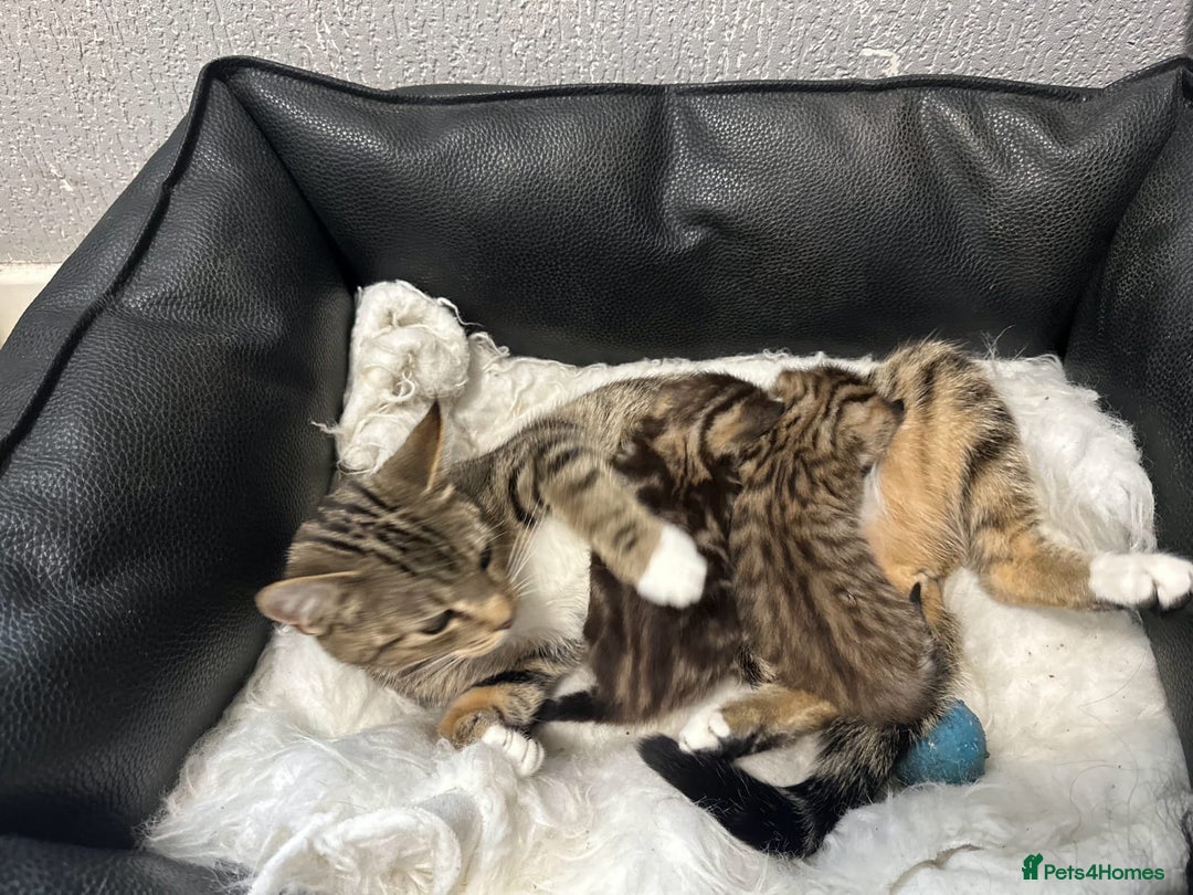 Domestic Shorthair cats for sale: Kitten looking for forever home  - Image 4