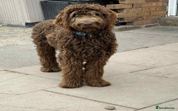 Labradoodle dogs for sale: Labradoodle - Image 6